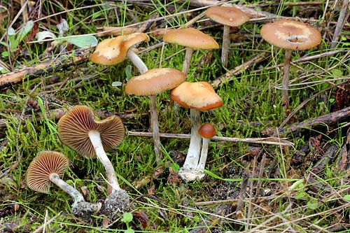 Psilocybe cyanescens